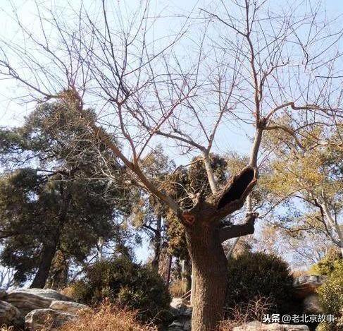 300多年过去了，那棵吊死崇祯皇帝的“老歪脖子树”，现状如何？